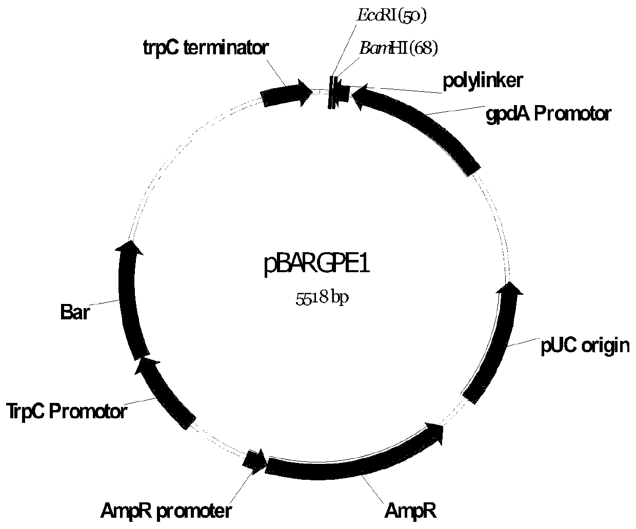 Catalase vcat and its coding gene and application