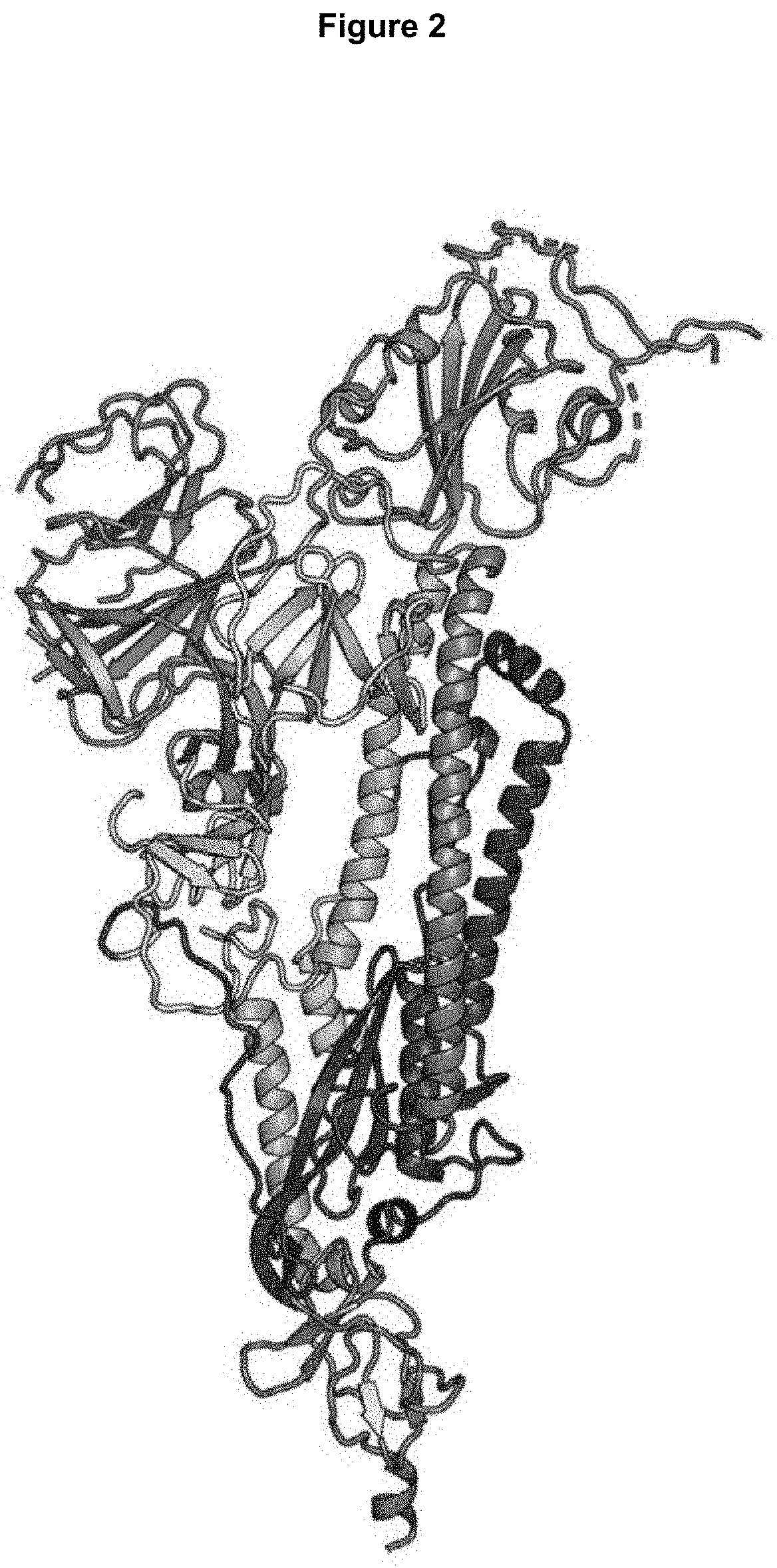 Novel ankyrin repeat binding proteins and their uses