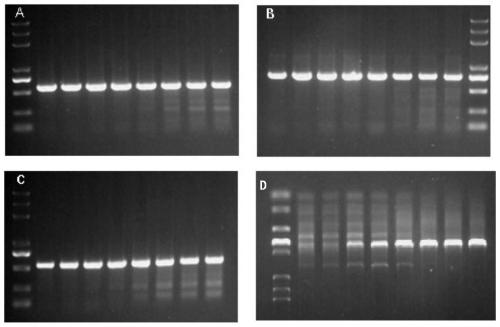 SNP molecular marker related with pig growth velocity and application thereof
