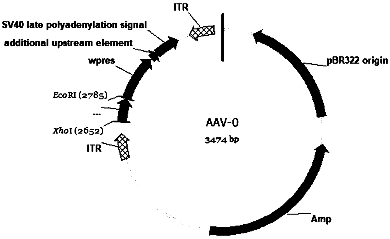 Adeno-associated virus for silencing expression of Ras guanyl nucleotide releasing protein 1 (RASGRP1) in intestinal tract of mice as well as preparation method and application of adeno-associated virus