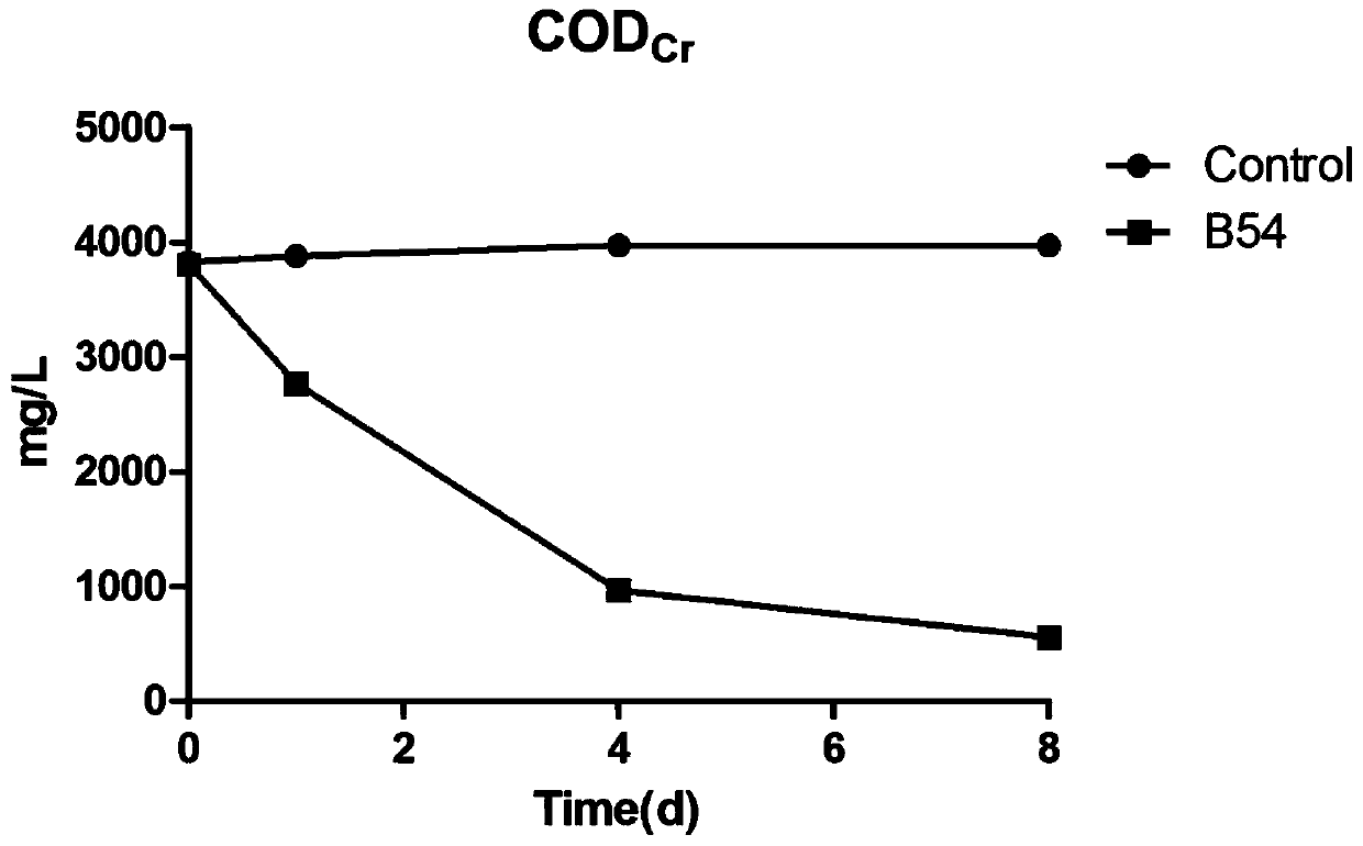 Paracoccus acridae B54 and application thereof