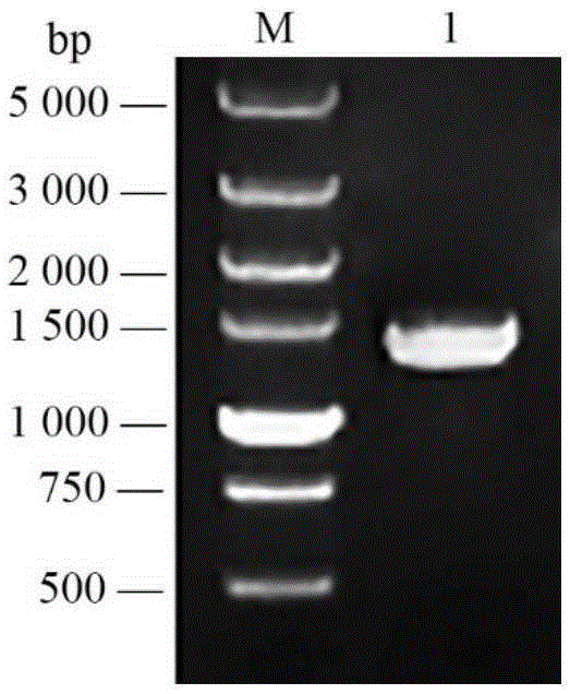 Gossypium barbadense GbHyPRP1 gene promoter and application thereof