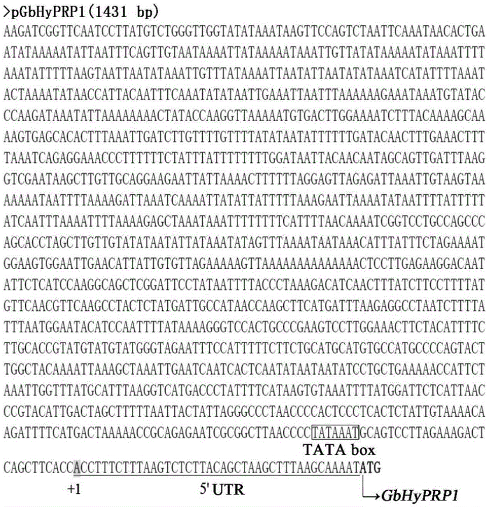 Gossypium barbadense GbHyPRP1 gene promoter and application thereof