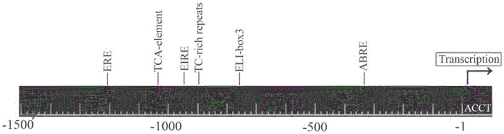 Gossypium barbadense GbHyPRP1 gene promoter and application thereof