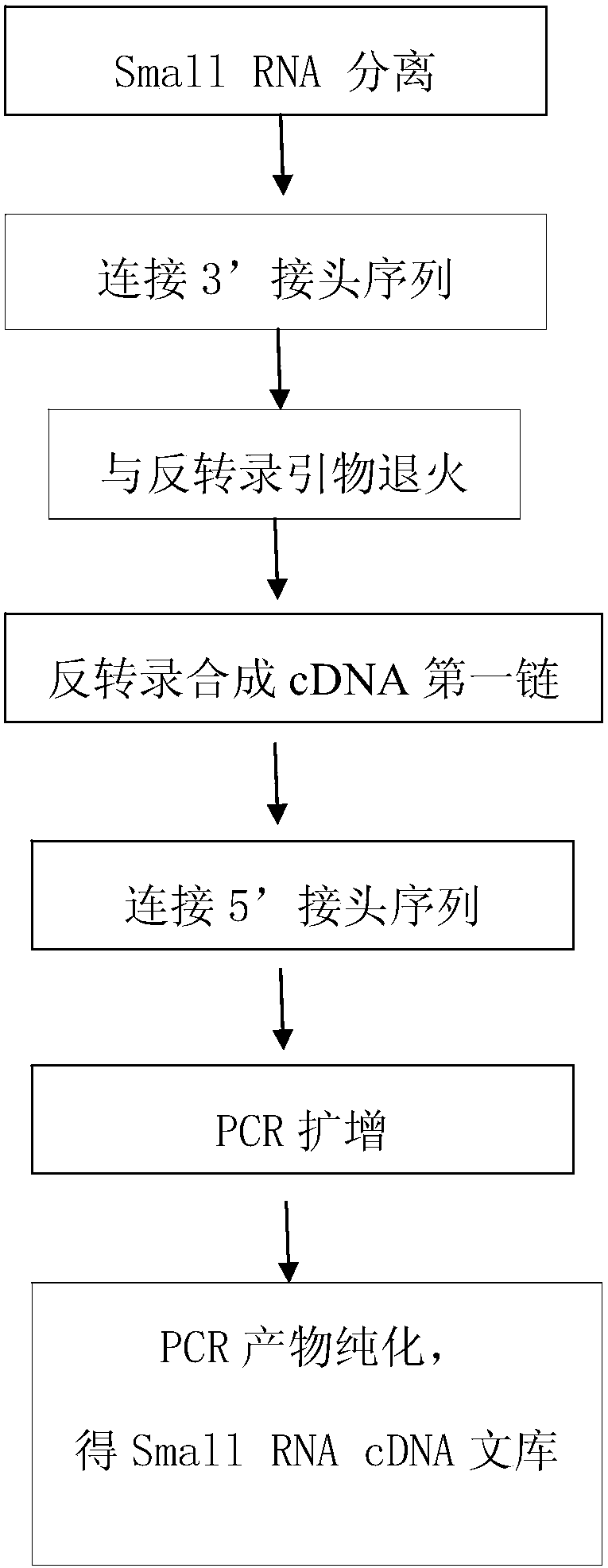 A kind of construction method of small RNA cDNA library