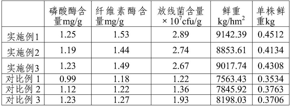 Under-forest drip irrigation type sarcandra glabra planting method