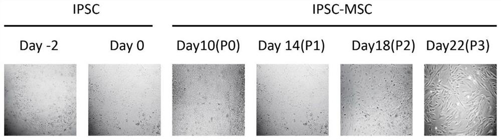 Method for preparing clinical-grade mesenchymal stem cell preparation by utilizing human induced pluripotent stem cells