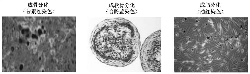 Method for preparing clinical-grade mesenchymal stem cell preparation by utilizing human induced pluripotent stem cells