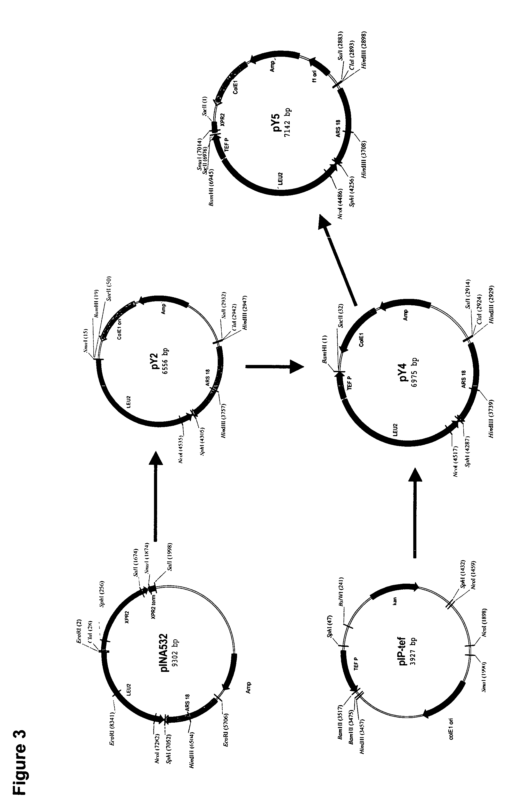 .DELTA. 15 desaturases suitable for altering levels of polyunsaturated fatty acids in oleaginous plants and yeast