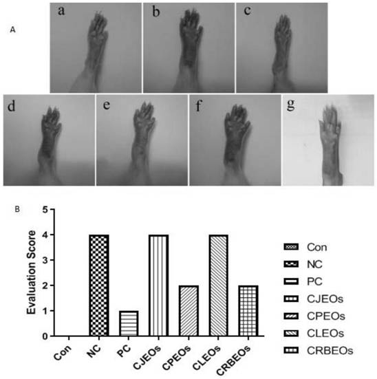 Application of tangerine peel essential oil in preparation of products for preventing or treating arthritis