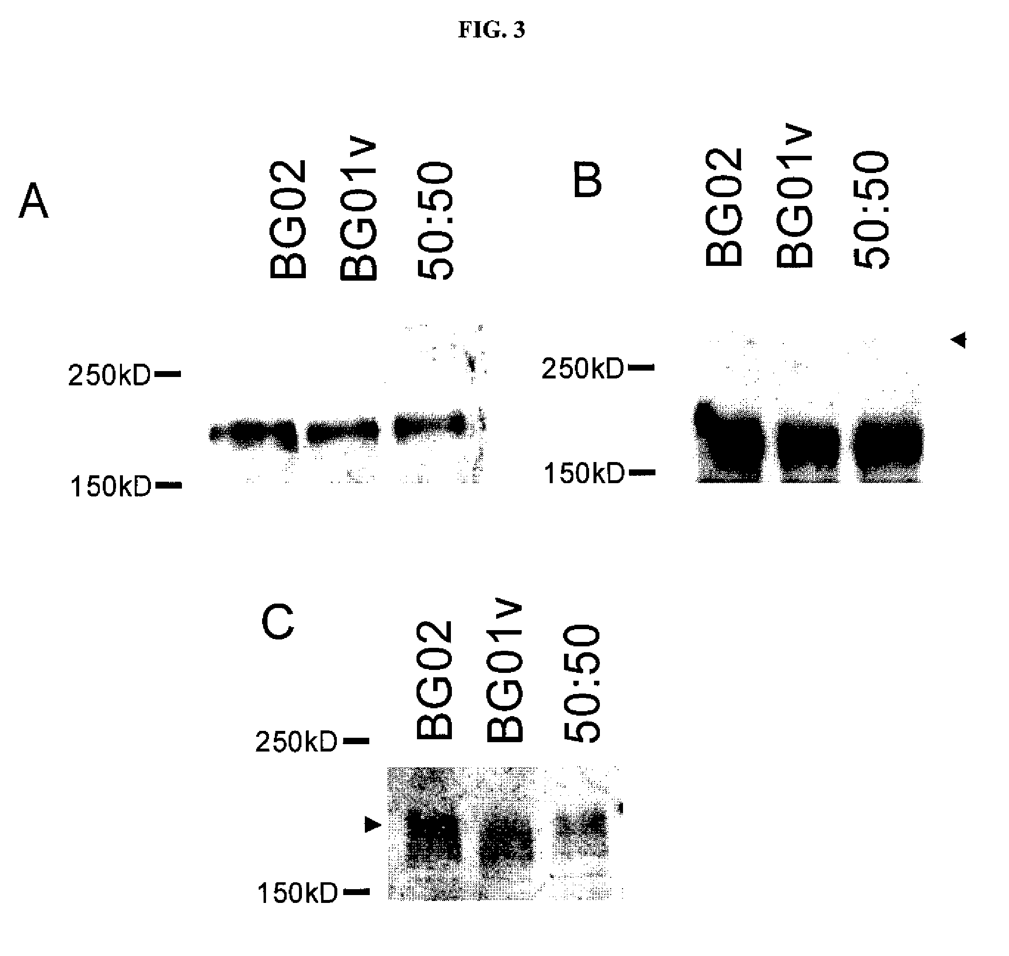 Human cancer stem cell culture compositions comprising Erbb2 variants and methods of use thereof