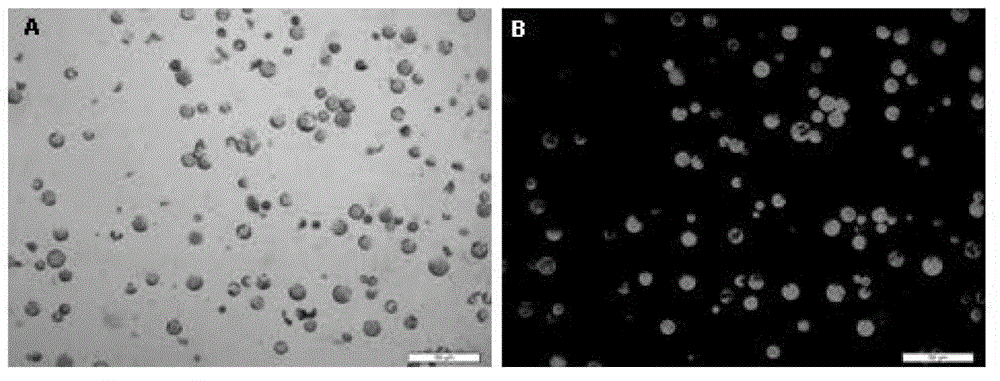 Method for researching photosynthesis through combination of chlorophyll fluorescence technique and protoplast system, and application thereof