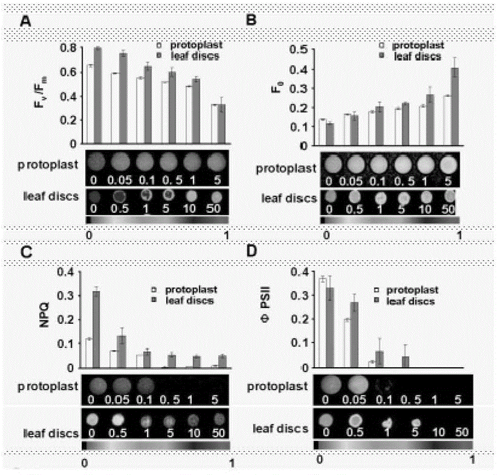 Method for researching photosynthesis through combination of chlorophyll fluorescence technique and protoplast system, and application thereof