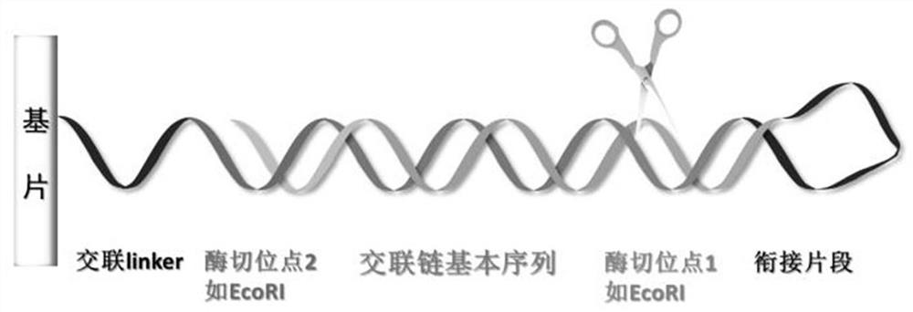 A kind of DNA hybridization information storage and encryption method based on the addition and removal of coding chain hairpin structure