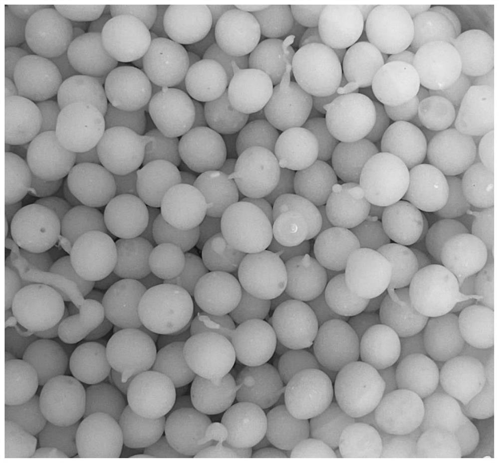 Preparation method and application of biological microcapsule