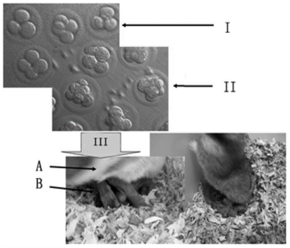 Transgenic hamster and preparation method thereof