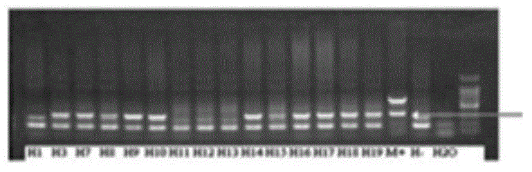 Transgenic hamster and preparation method thereof