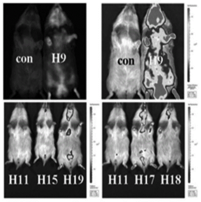 Transgenic hamster and preparation method thereof