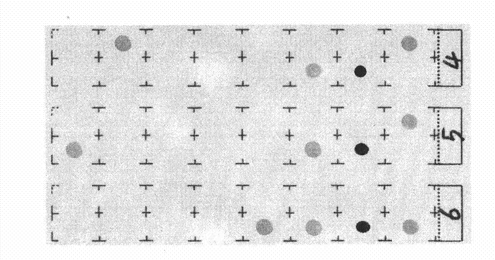 Kit for detecting genotyping and IL28-site polymorphism of hepatitis C virus (HCV)