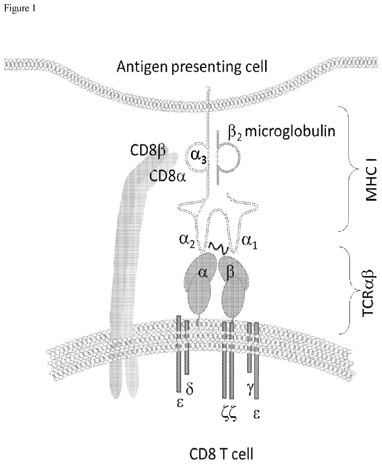 CD8a and t cell receptor variants and methods of using same in modulating immune cell responses