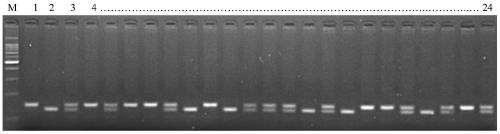Molecular marker method and application of rice chalkiness main effect qtl loci