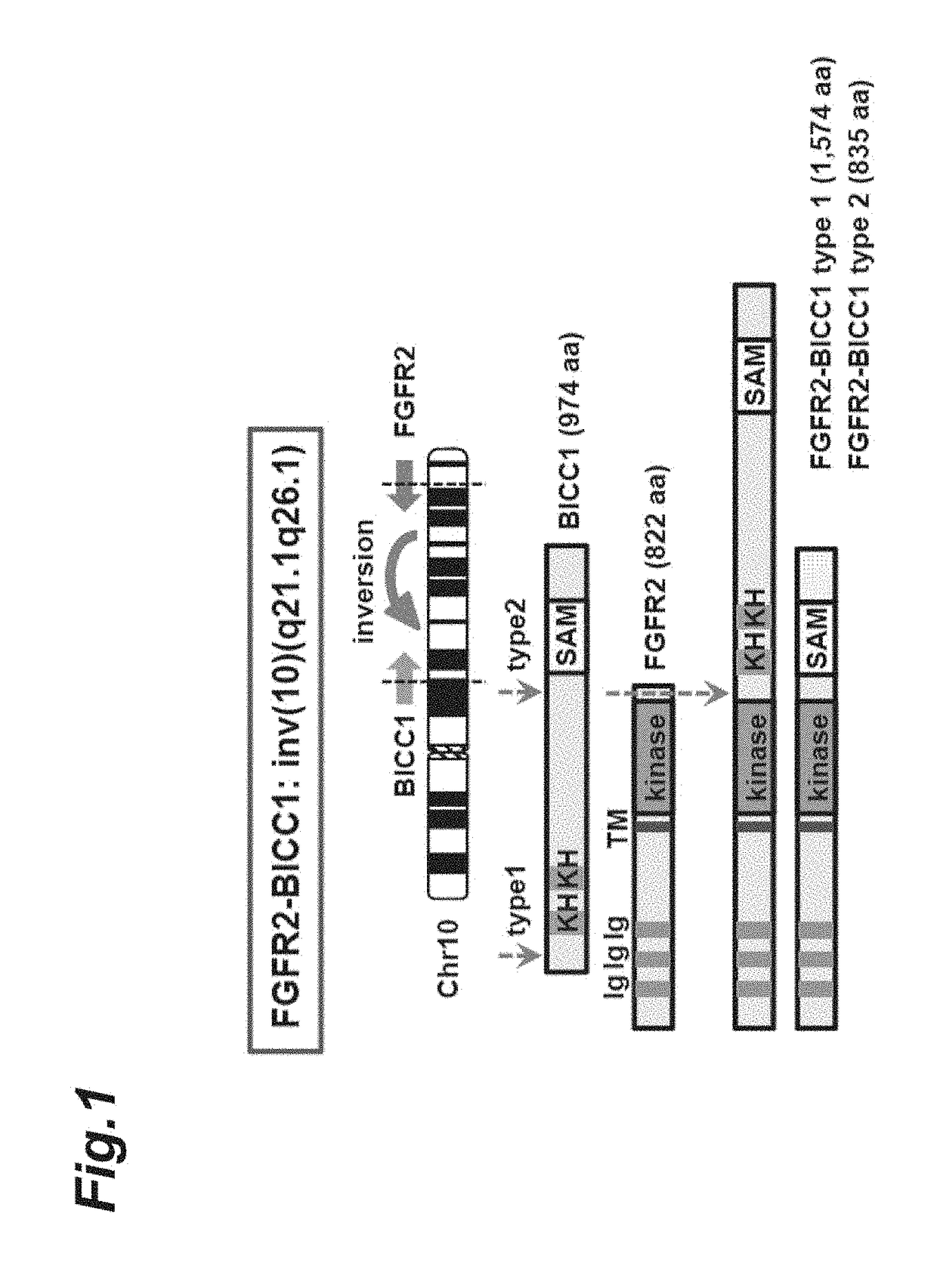Therapeutic agent for bile duct cancer
