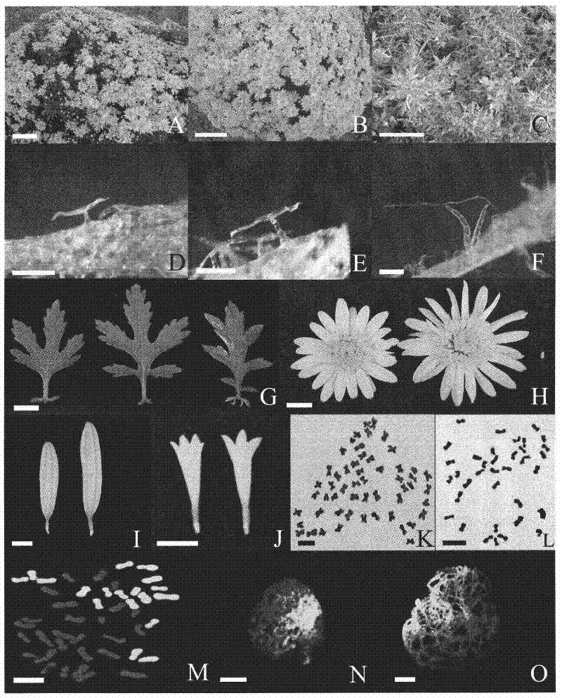 Method for obtaining a distant hybrid between cultivating chrysanthemum and related genera