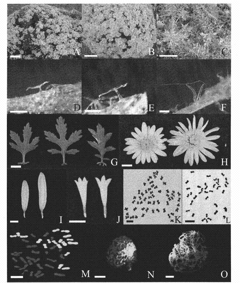 Method for obtaining a distant hybrid between cultivating chrysanthemum and related genera