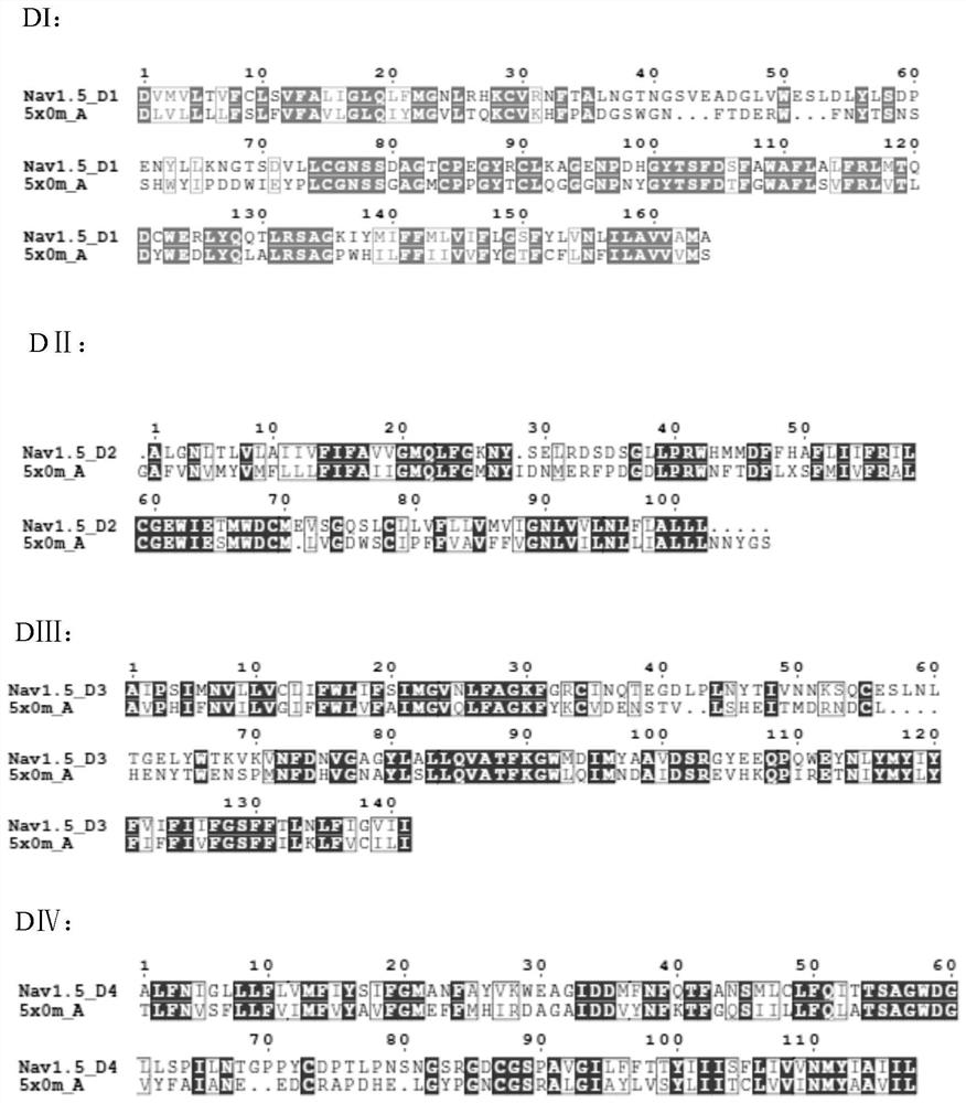 A Structural Modeling Method for Voltage-Gated Sodium Channels Based on Evolutionary Coupling Analysis