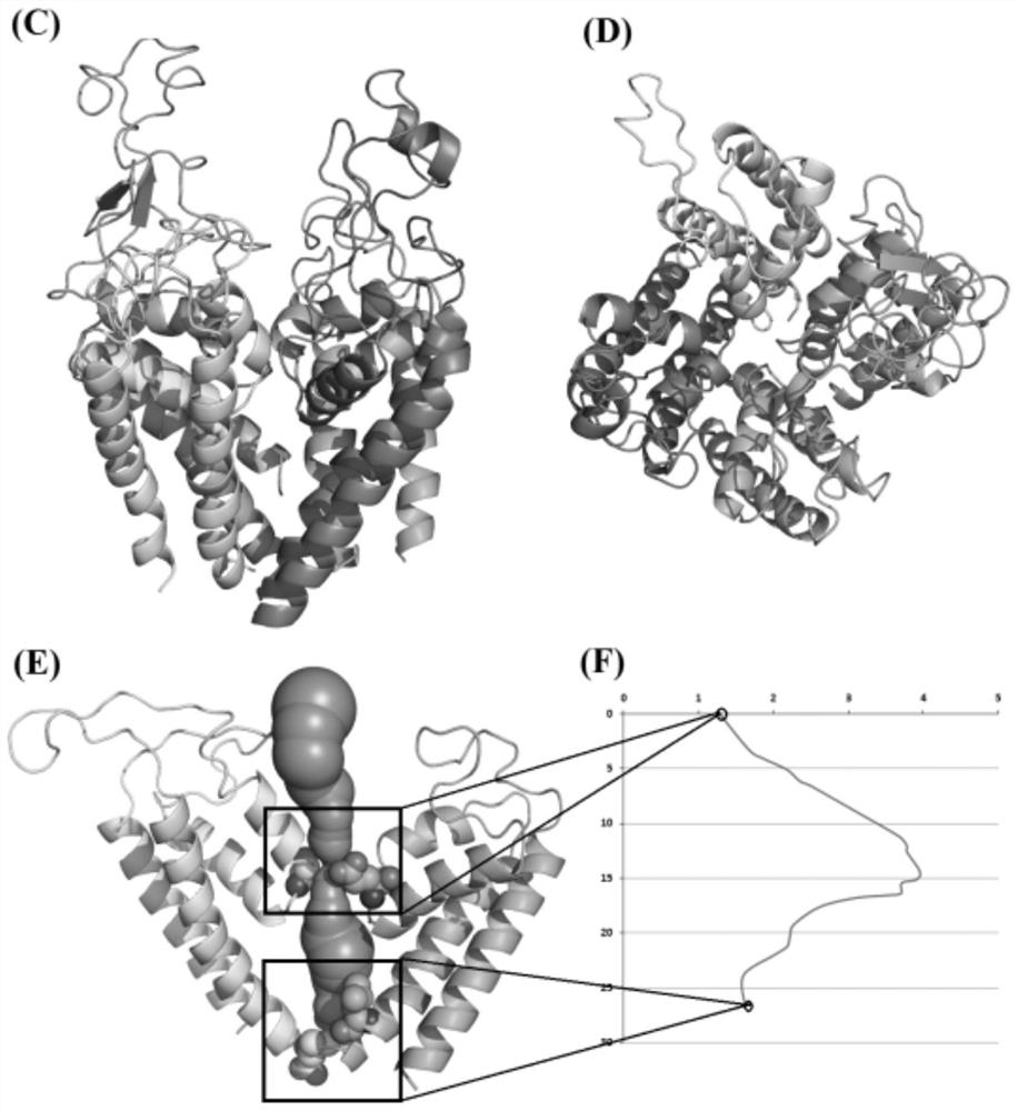 A Structural Modeling Method for Voltage-Gated Sodium Channels Based on Evolutionary Coupling Analysis