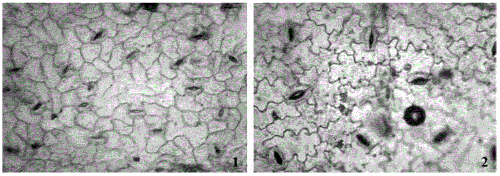 A quick method for obtaining triploids of Brevis