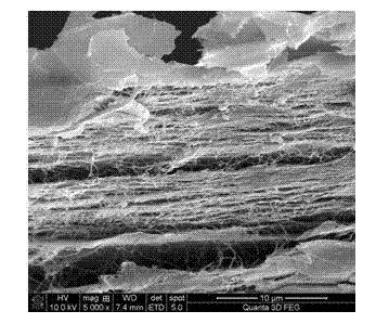 Bacterial cellulose conductive thin film and preparation method thereof