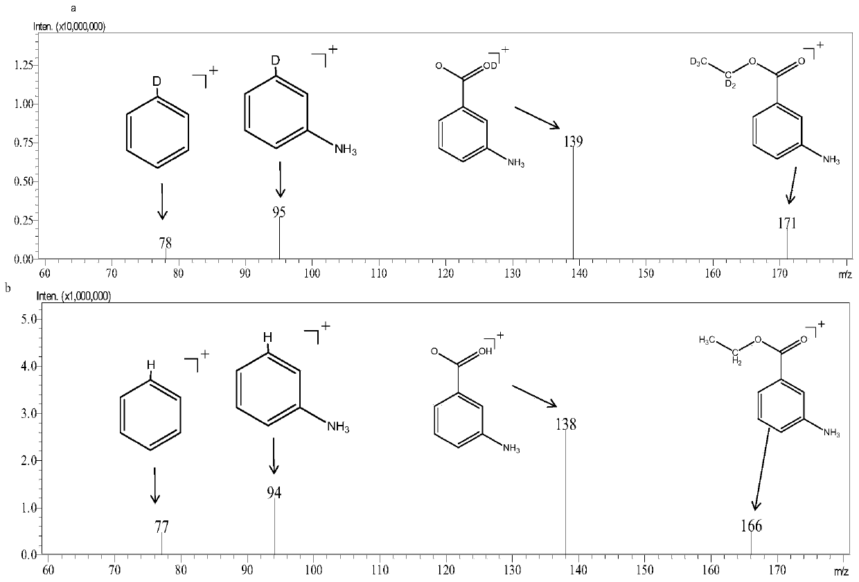 Stable isotope labeled 3-ethyl aminobenzoate-D5 and preparation method thereof