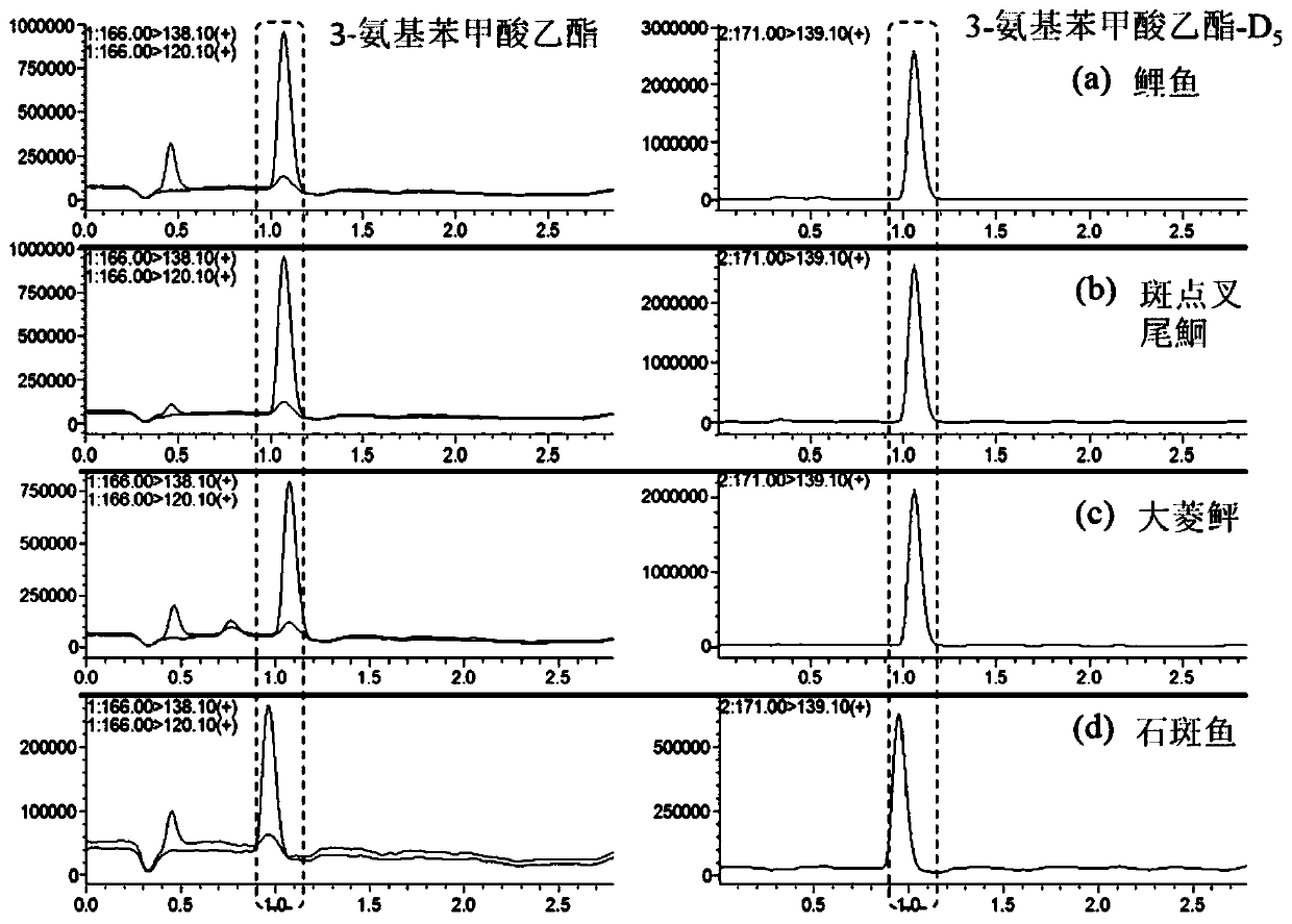 Stable isotope labeled 3-ethyl aminobenzoate-D5 and preparation method thereof