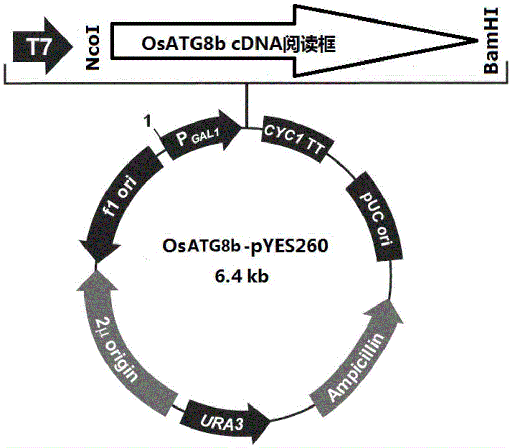 Oryza sativa autophagy-related protein OsATG8b (oryza sativa autophagy-related gene 8b) and novel application of gene of oryza sativa autophagy-related protein OsATG8b