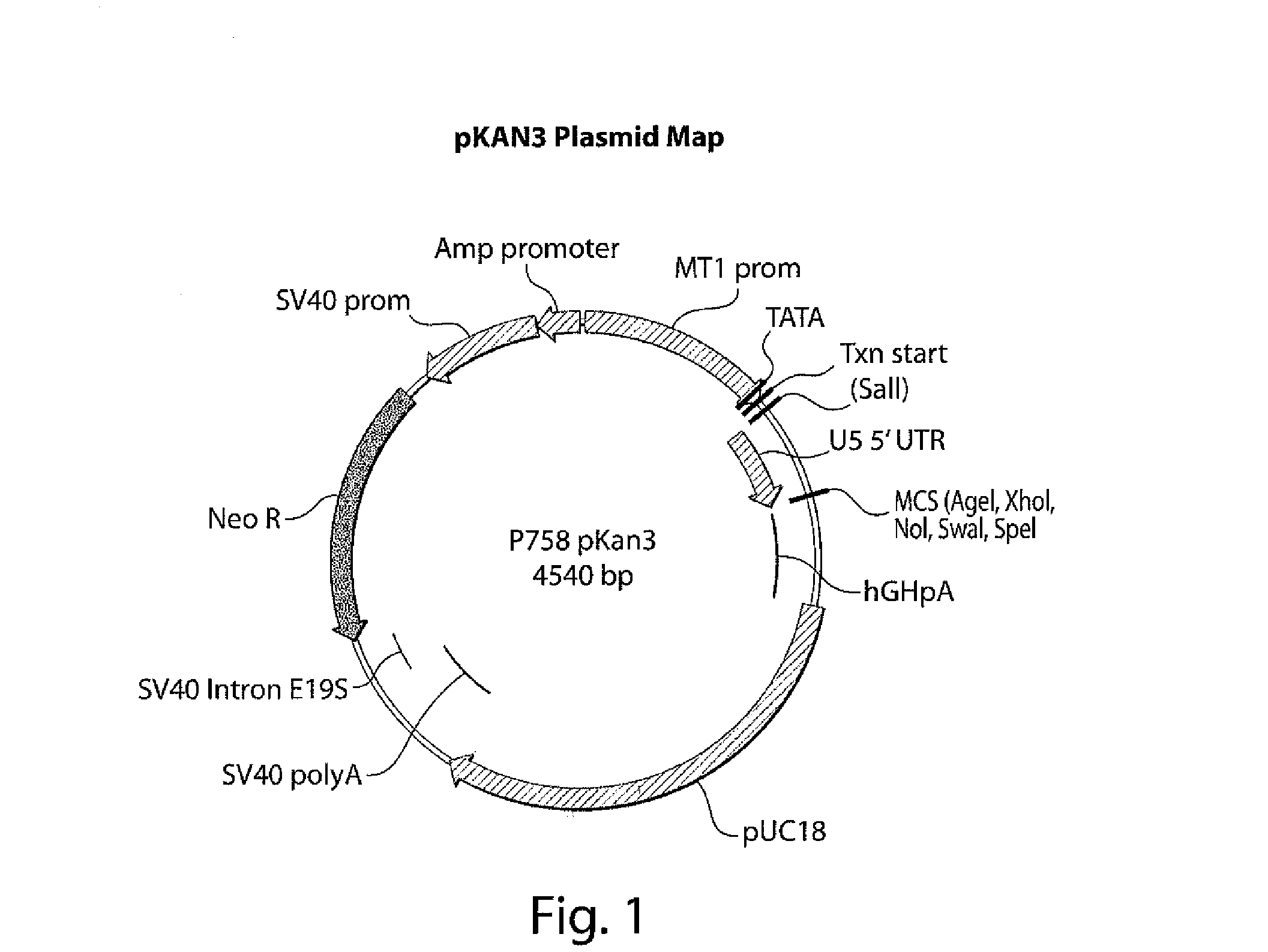 Cell Lines That Produce Prostaglandin F2 Alpha (PGF2A) And Uses Thereof