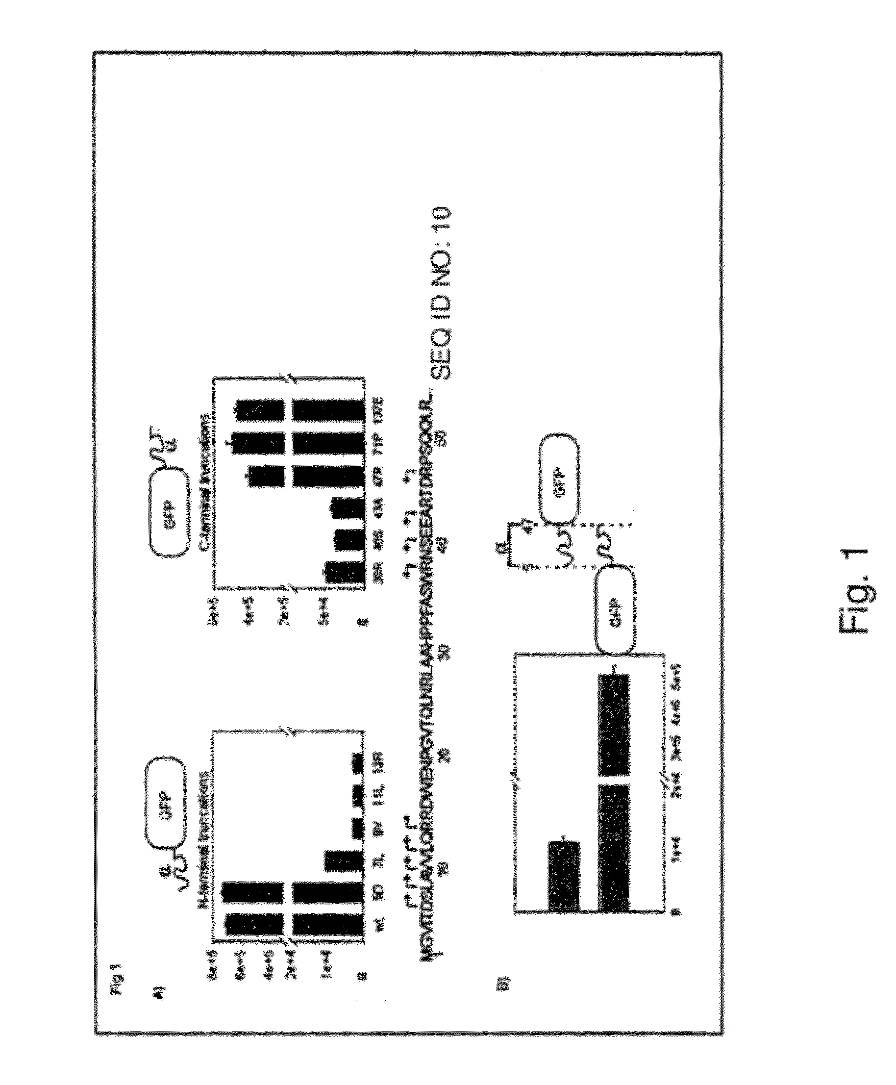 Detection of Protein Translocation by Beta-Galactosidase Reporter Fragment Complementation