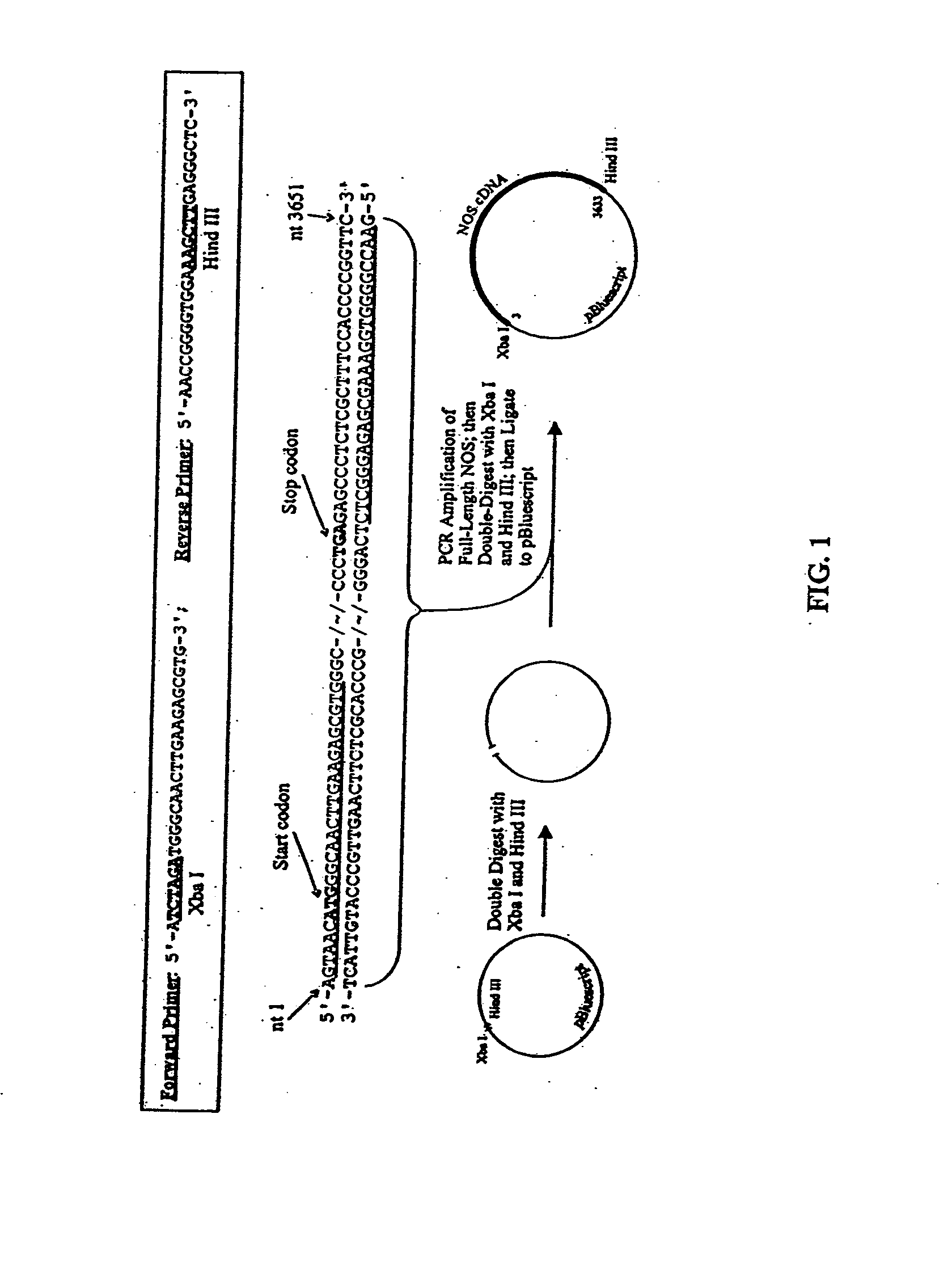 Method of treatment of endothelial dysfunction and engineered proteins for same