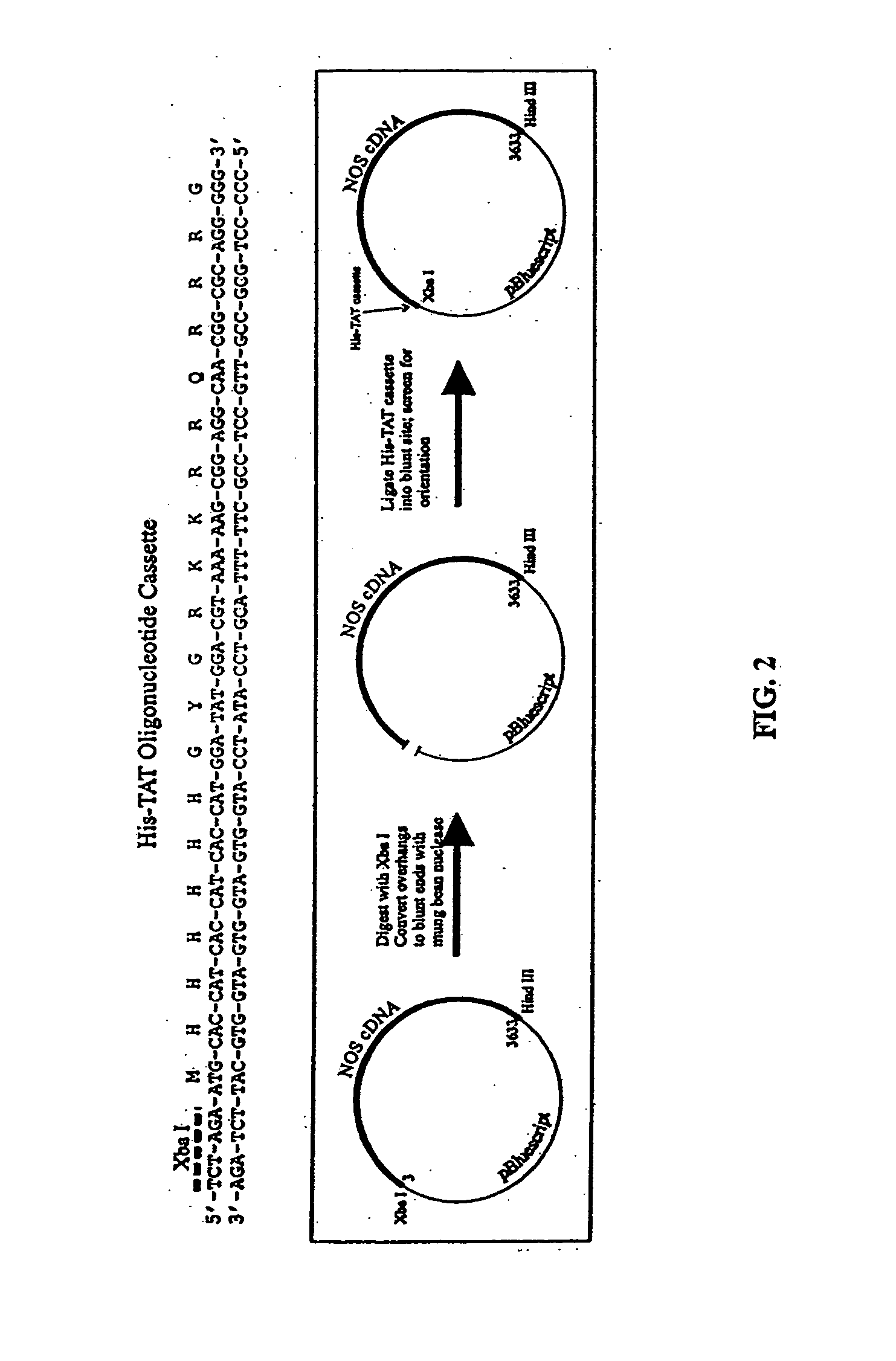 Method of treatment of endothelial dysfunction and engineered proteins for same