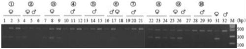 Method for identifying sex of schistosoma japonicum cercariae with multiplex PCR method