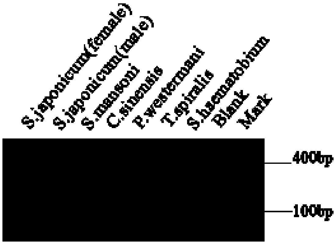 Method for identifying sex of schistosoma japonicum cercariae with multiplex PCR method