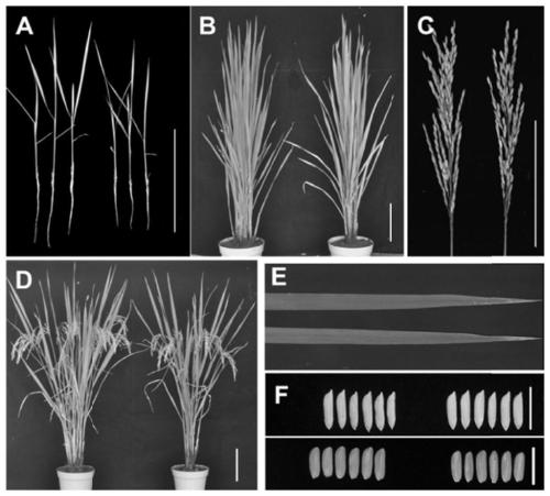 Rice osmts1 gene and its encoded protein and application