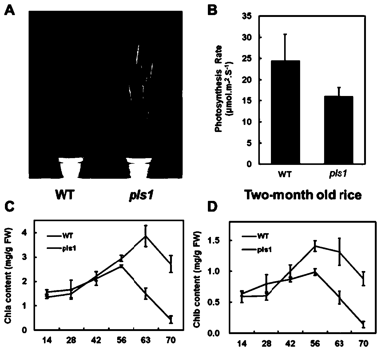 Rice osmts1 gene and its encoded protein and application