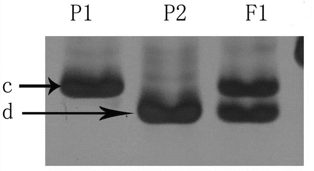 Primer and method for identifying purity of cucumber 'Yuexiu No.3' hybrid seed