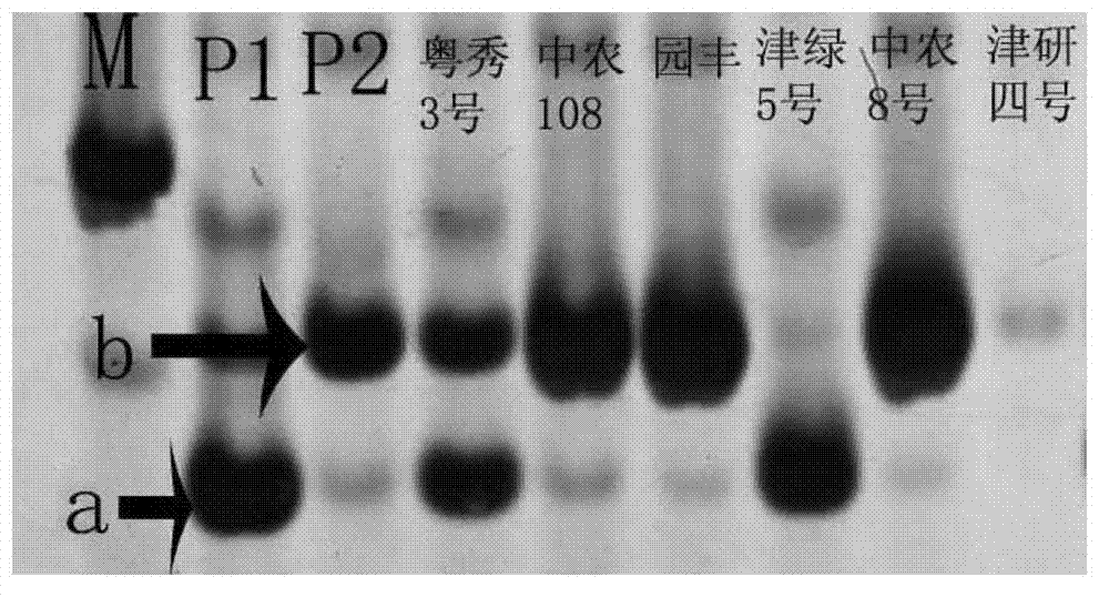 Primer and method for identifying purity of cucumber 'Yuexiu No.3' hybrid seed