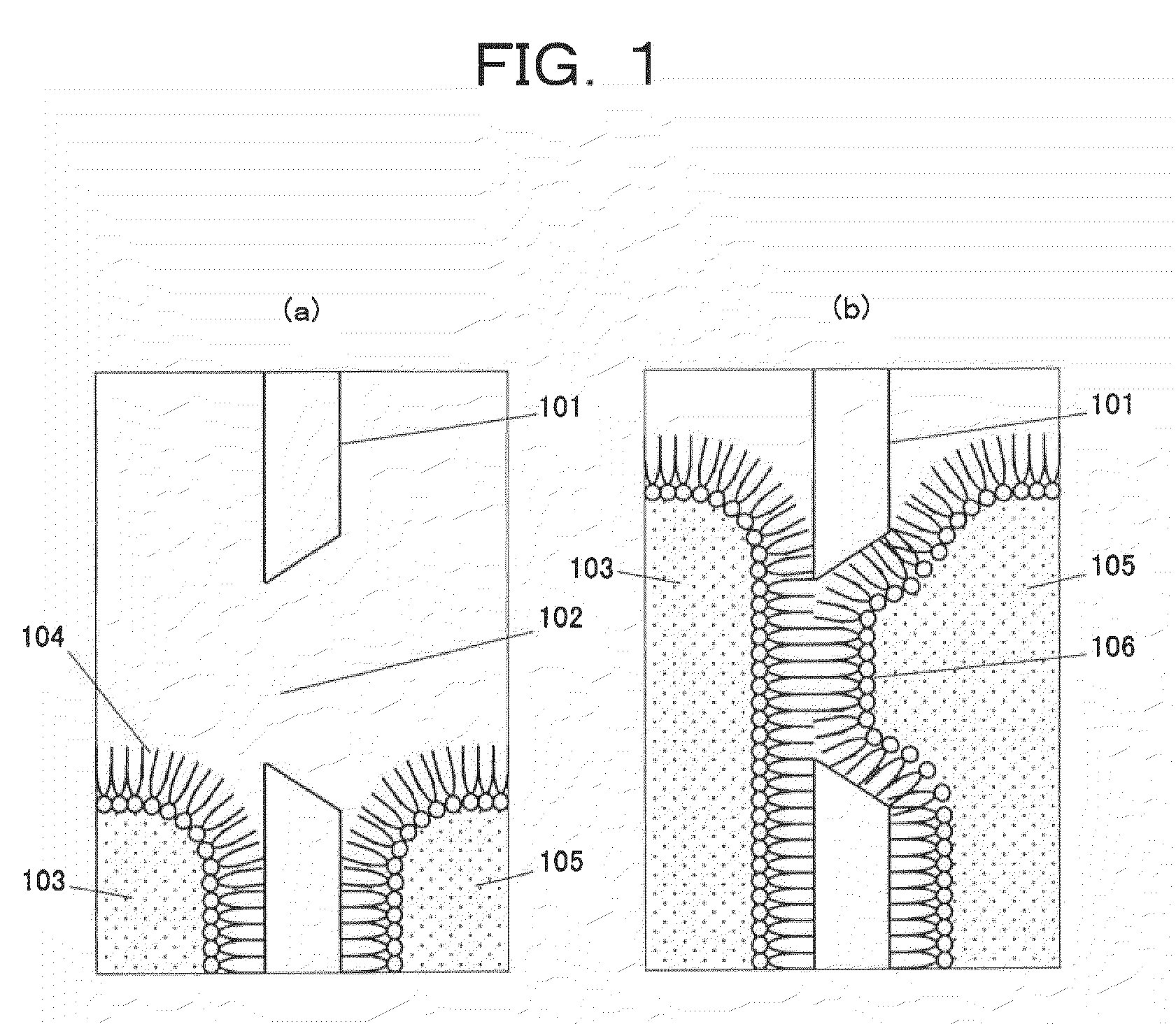 Method of forming bilayer membrane by contact between amphipathic monolayers and apparatus therefor