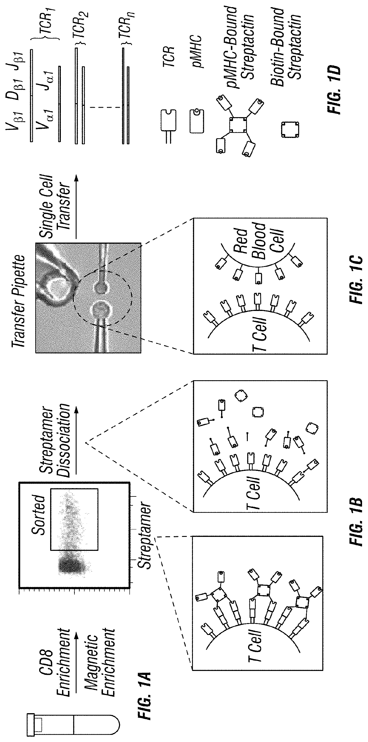 Methods and compositions for detecting single T cell receptor affinity and sequence