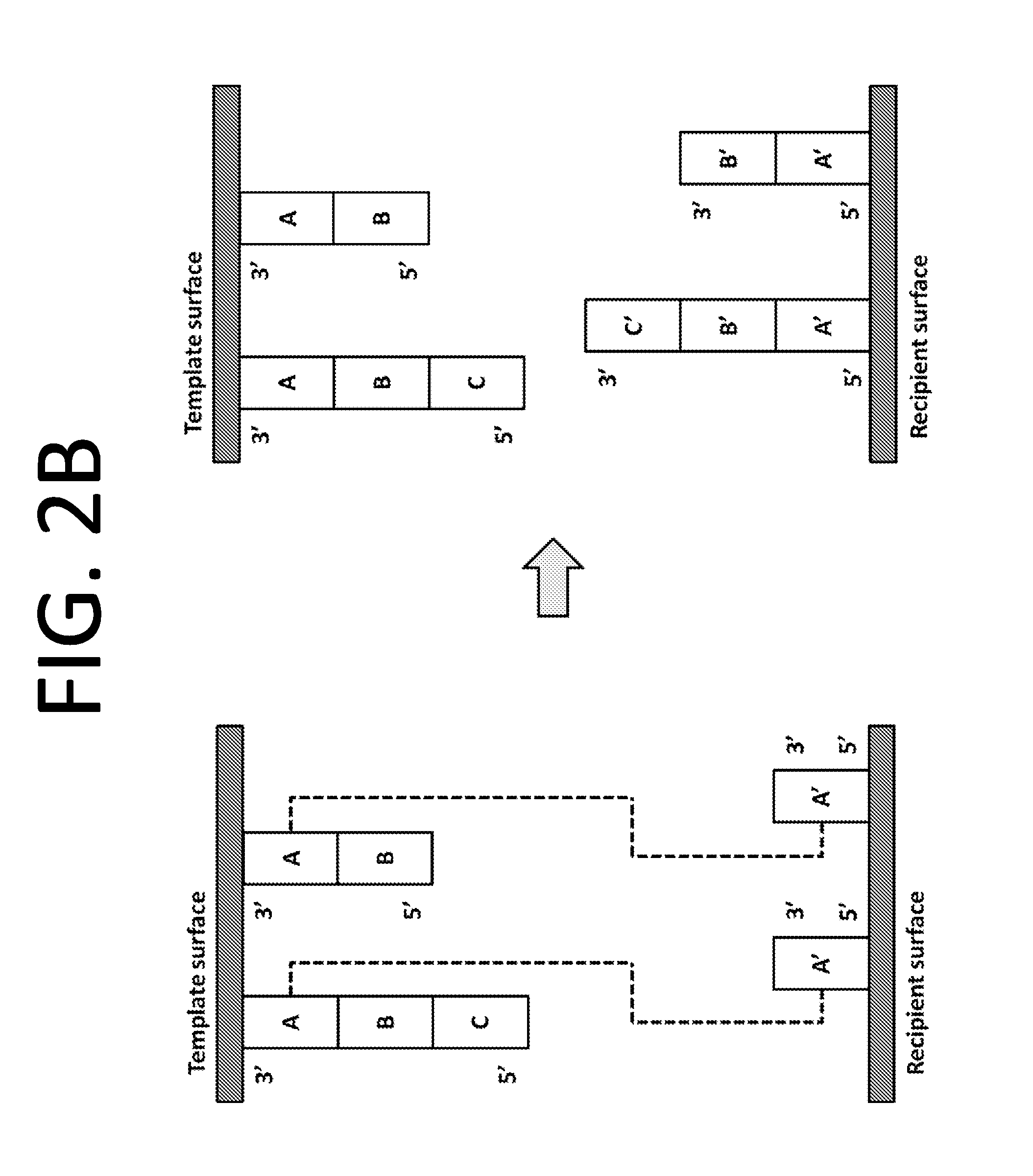 Fabrication of patterned arrays