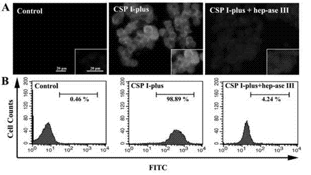 Application of circumsporozoite protein polypeptide CSP I-plus of plasmodium in preparing anti-malarial medicine