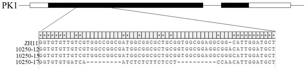 Gene PK1 for regulating and controlling cadmium accumulation of rice as well as protein and application of gene PK1